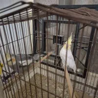 جفت عروس هلندی