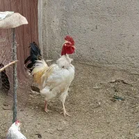 ۲ عدد خروس گردن لخت یکسال