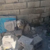 سگ پاپی به فروش می‌رسد