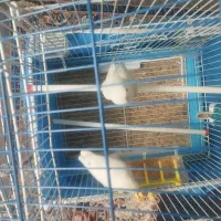 کوتوله|پرنده|برخوار, |دیوار