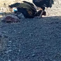 خروس|حیوانات مزرعه|خوی, |دیوار