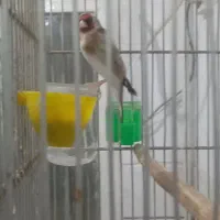 با سلام هر کسی سهره دهن لر خواست فروشی هست