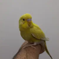 مرغ عشق|پرنده|قم, زنبیل آباد|دیوار