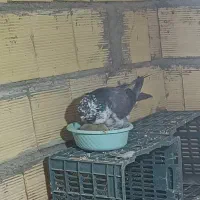 کبوتر گمشده