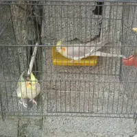 عروس هلندی
