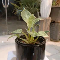 گل فیلودندرون برکین ارسال رایگان + هدیه