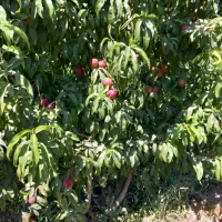 فروش فوری باغ موقعیت وقیمت بسیار مناسب|فروش دفتر صنعتی، کشاورزی، تجاری|سراب, |دیوار