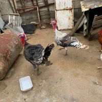 فروش بوقلمون نر