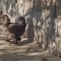 مرغ و بوقلمون