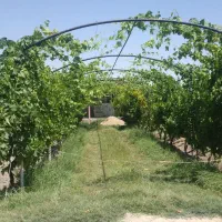 فروش-باغچه-الوان-1000متری-دو-700-میلیون