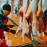 گوسفند چاق بره نرینه قلم ابی زنده تضمینی بشرط|حیوانات مزرعه|مشهد, عبادی|دیوار