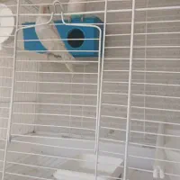 مرغ عشق مولد