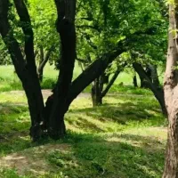 باغچه-450-متری-کردزار