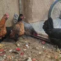 مرغ بومی|حیوانات مزرعه|حبیب آباد, |دیوار