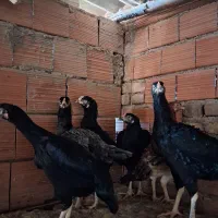 مرغ لاری|حیوانات مزرعه|مینودشت, |دیوار