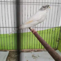 قناری نر ماده. مست