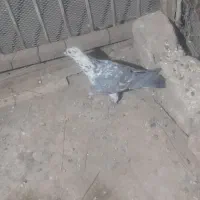 کفتر
