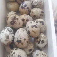 تخم خوراکی بلدرچین