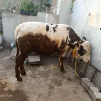 دوراس گوساله نر