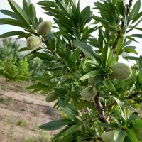 فروش باغ در خوش آب و هوا ترین منطقه جوشقان|فروش خانه و ویلا|میمه, |دیوار