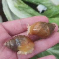 حلزون طبی آچاتینا