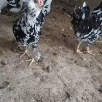 تخم مرغ و تخم اردک