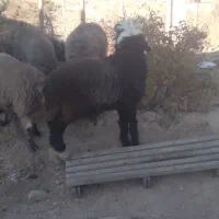 بره قوچی همچی تمام گوش دولا|حیوانات مزرعه|شیراز, فرهنگ شهر|دیوار