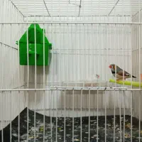 فنچ|پرنده|مشهد, کوشش|دیوار