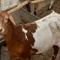 بره ماده برشن یکسال و نیم، جاسک، ۱۵تومان