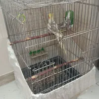 عروس هلندی جفت مولد سرحال و دستی