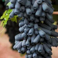 فروش بهترین انگور جهان مندراب نیشابور تزمینی