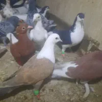 ۳۰ تا پرشی رنگی|پرنده|سبزوار, باهنر|دیوار