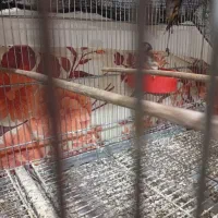 جوجه سهره سال دشتکی|پرنده|شیراز, کوشک میدان|دیوار