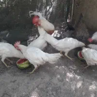 ۹ عدد خروس و مرغ محلی و سفید ماشینی|پرنده|مشهد, پایگاه شکاری|دیوار