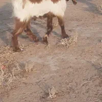 کهرنر
