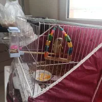 گرینچیک|پرنده|کرمان, |دیوار