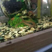 کوریدوراس نژاد دار باله بلند|ماهی|تربتحیدریه, قائم|دیوار