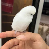 مرغ عشق انگلیسی