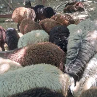 بره زنده اتوبان بهشت زهرا