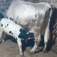 گاو خوش خوراک وپر شیر