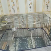 فنچ نرجسی و سیلور