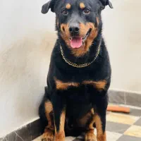 سگ روتوایلر نر