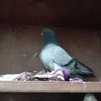 کفتر پرشی کبوتر|پرنده|علی‌آباد کتول, |دیوار