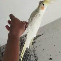 عروس هلندی لوتینو