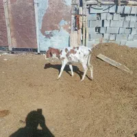 گاو وگوساله کوچک|حیوانات مزرعه|سده (فارس), |دیوار