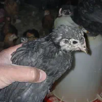 مرغ ۴۰روزه اعلا اصفهان با ارسال سراسری