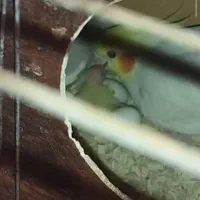 جفت عروس هلندی مولد