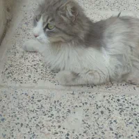 گربه|گربه|کرمانشاه, |دیوار