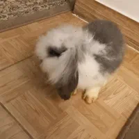 خرگوش لوپ|موش و خرگوش|لاهیجان, پردسر|دیوار