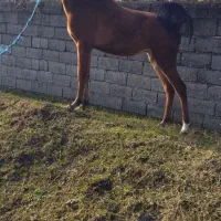 اسب ۱۶ ماهه نژاد داره و مادیون ۱۲ ماهه